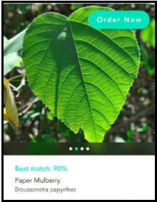 Einstein Image Classification